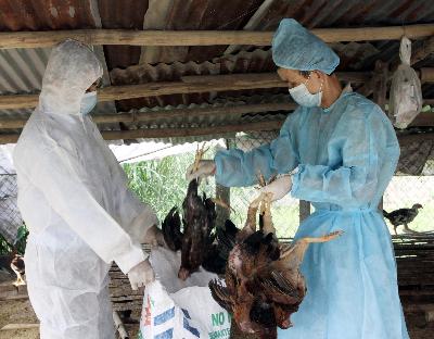 Lào Cai tuyên bố dịch cúm A/H5N1 ảnh 1
